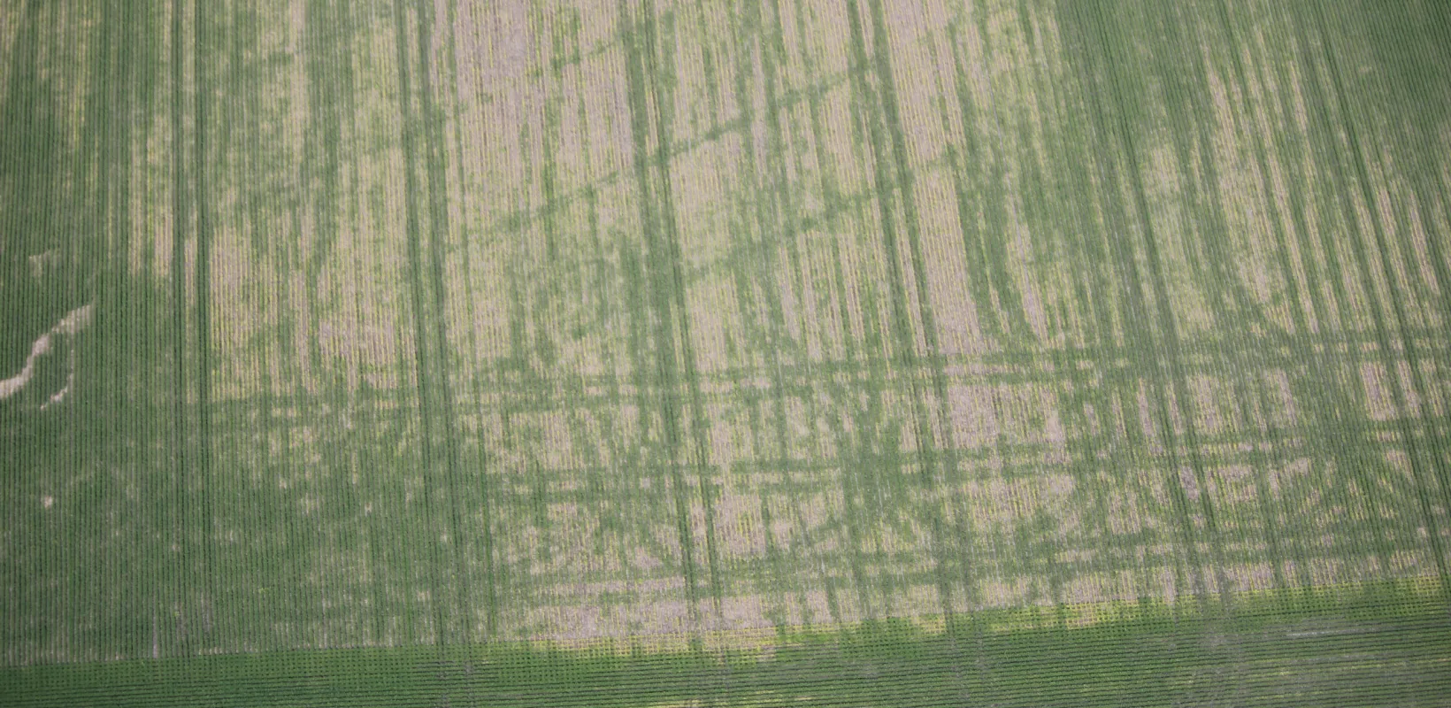 Areal photo of crop field with large equipment wheel compaction