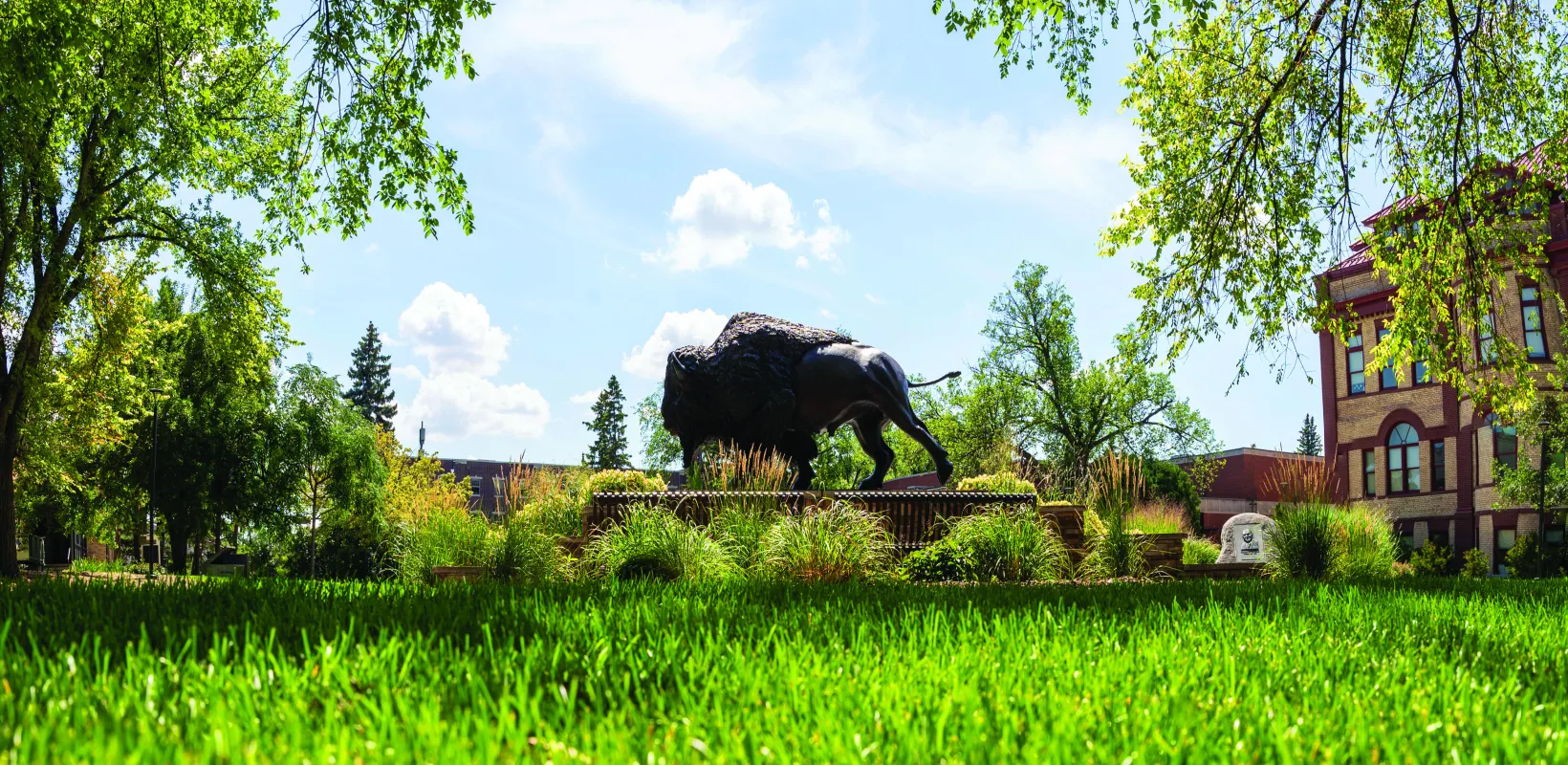 panoramic image of bison statue on campus