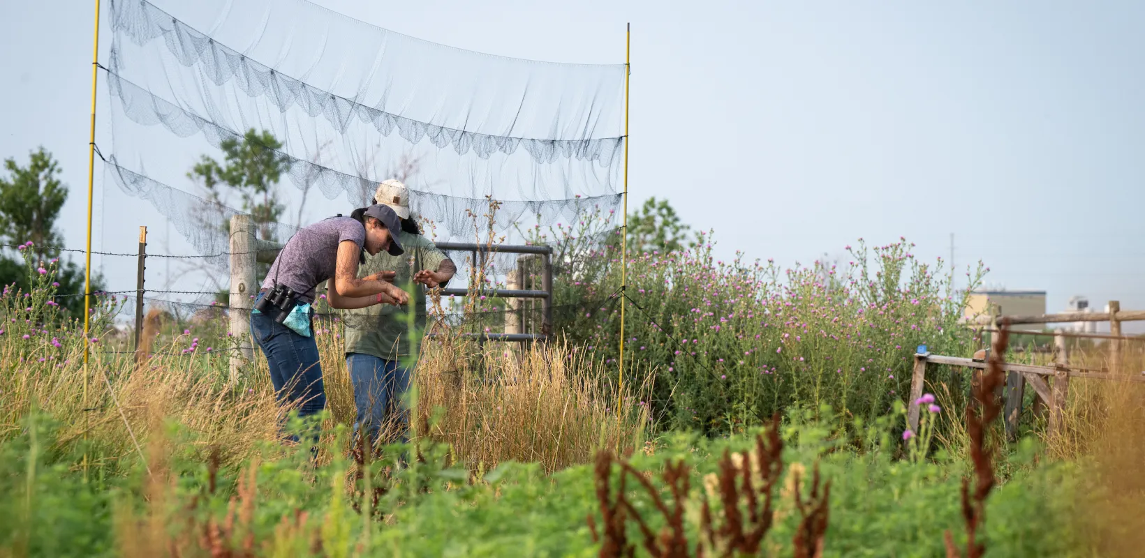 Sparrow researchers working in the field.