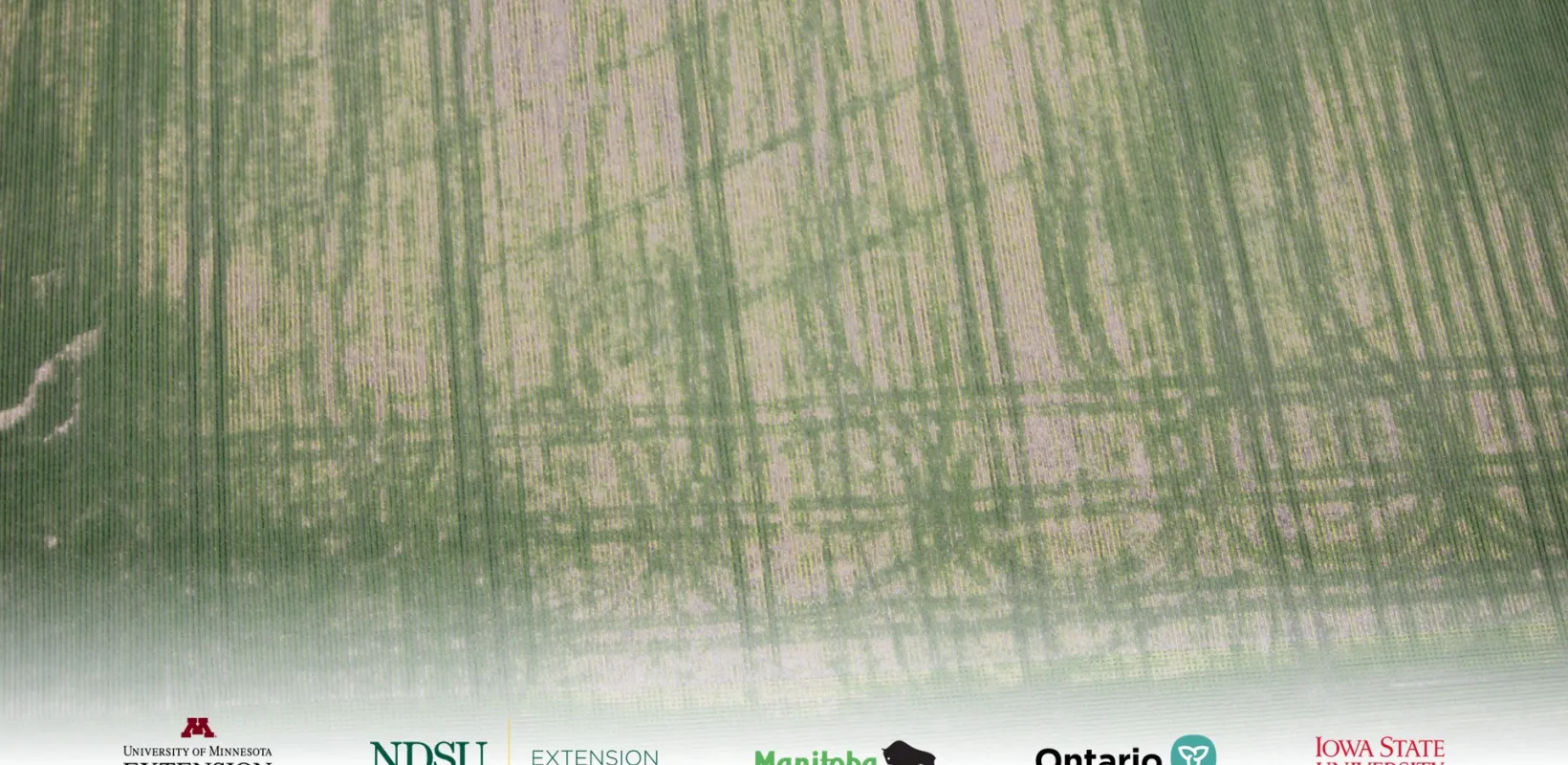 Areal photo of crop field with large equipment wheel compaction