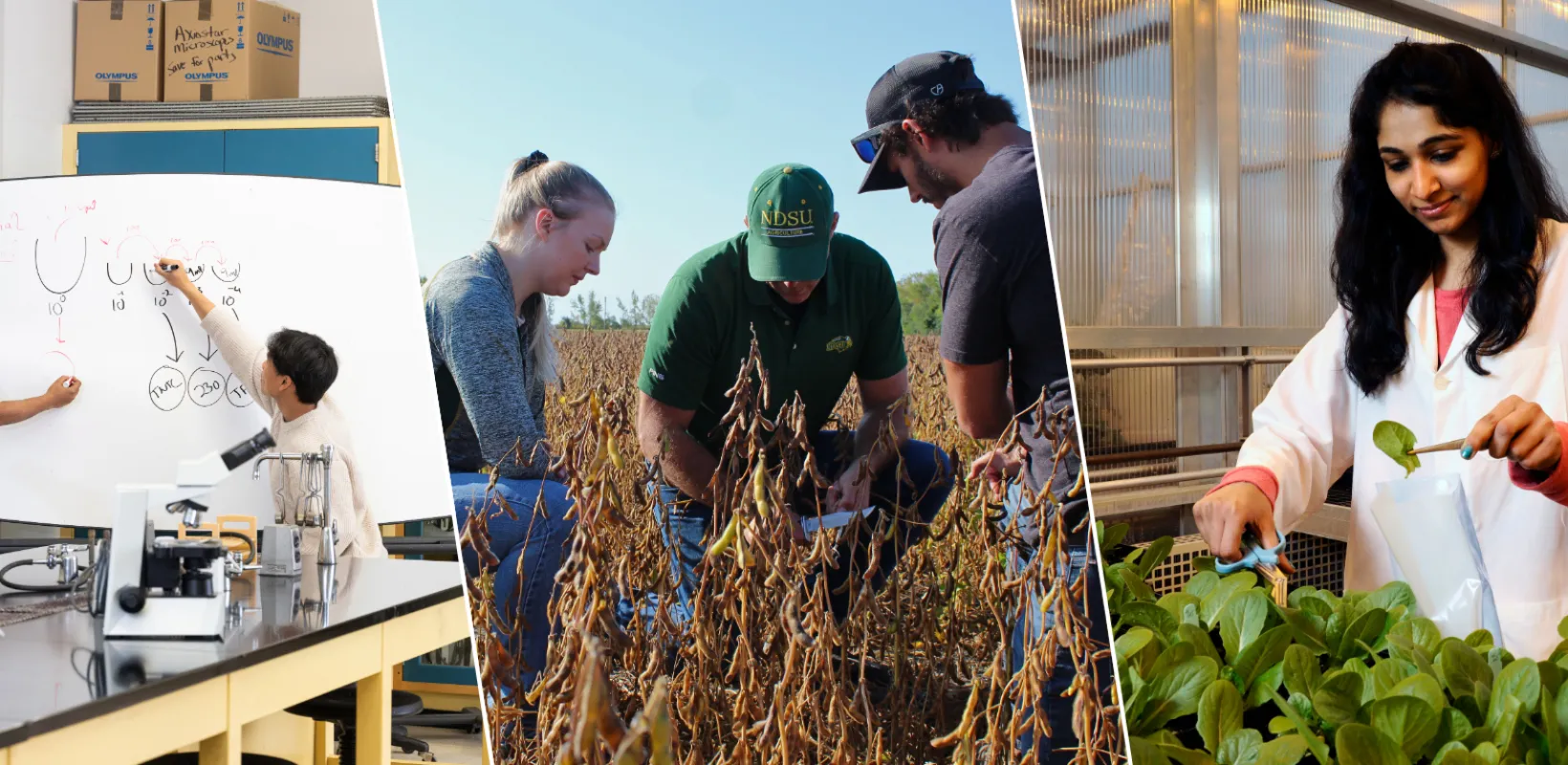 Students working in lab and out in field as well as in greenhouse