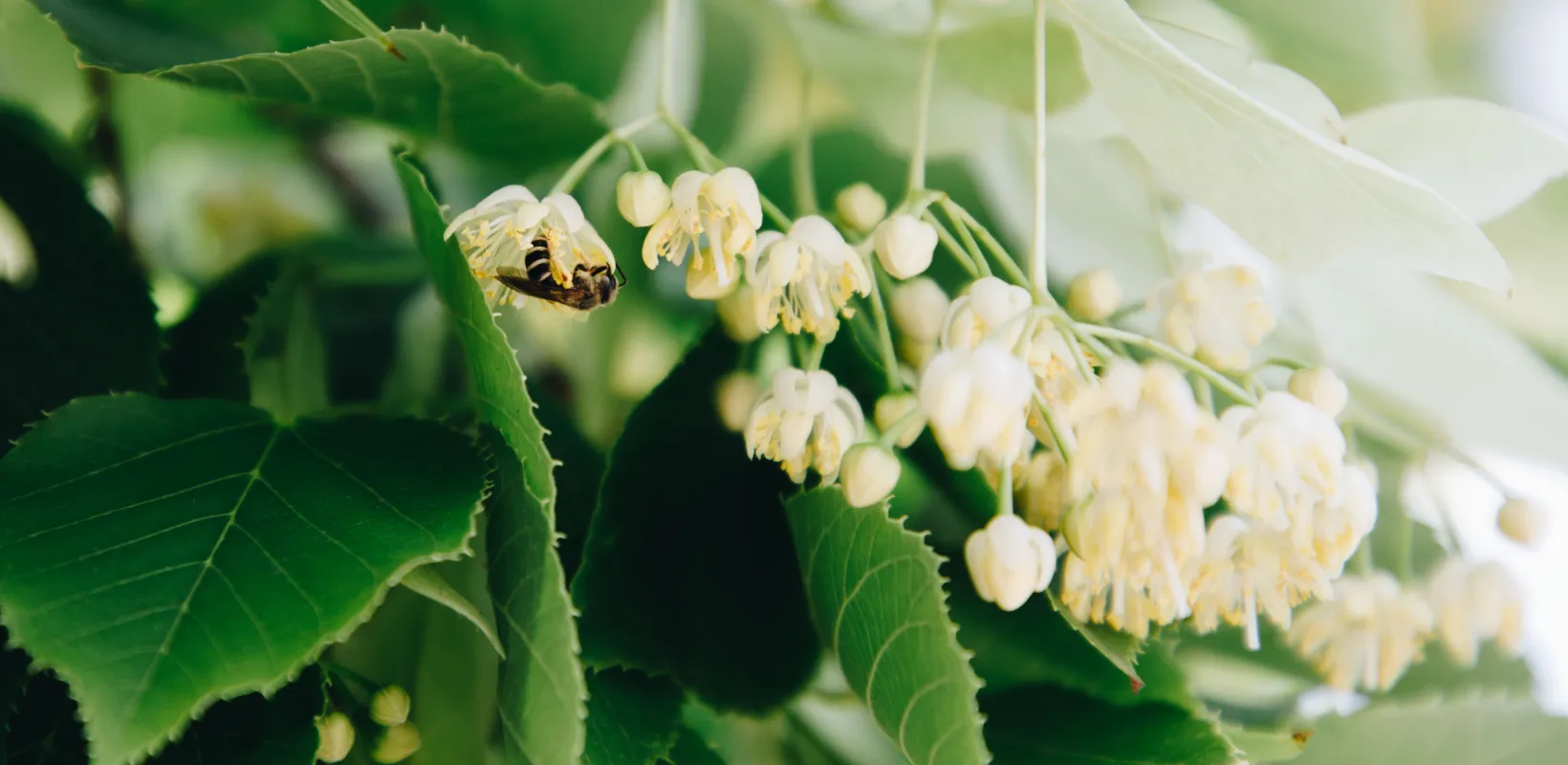 Linden tree in bloom