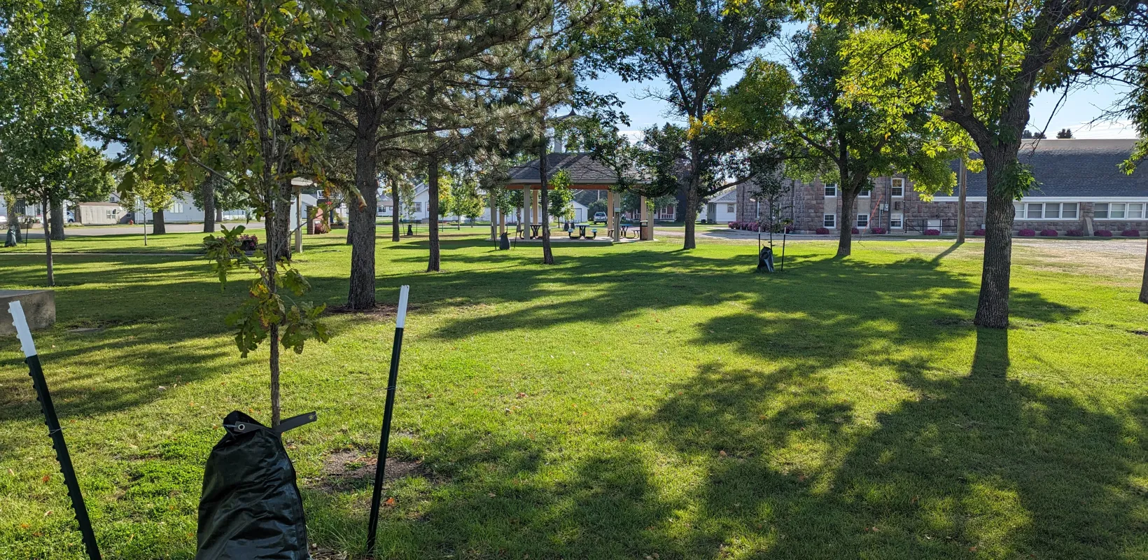 A healthy mix of young and mature trees planted together throughout a park.