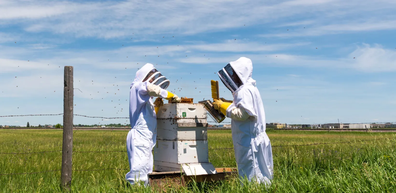 Two beekeepers in white protective suits inspecting a wooden beehive in a green field under a clear blue sky. 