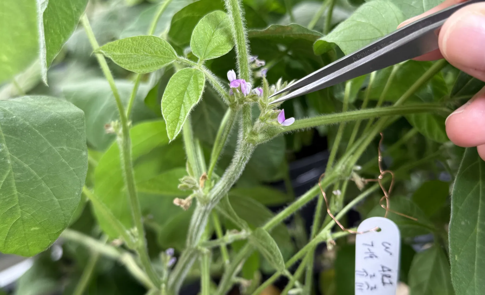 using a tweezer to examine a soybean bud