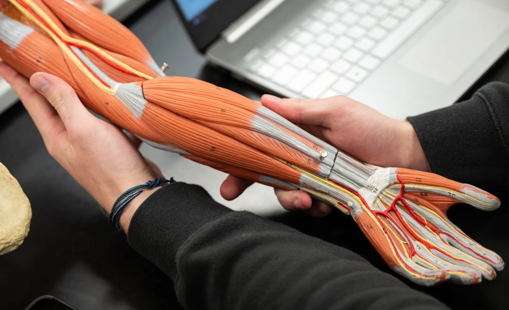 student studying an anatomy model of an arm and hand