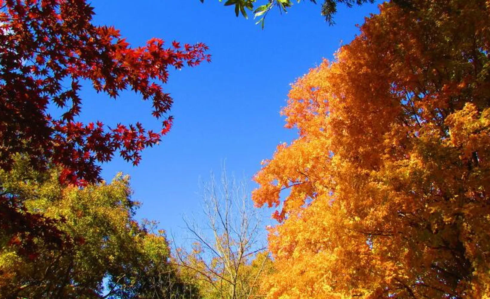 red and yellow autumn trees and a blue sky