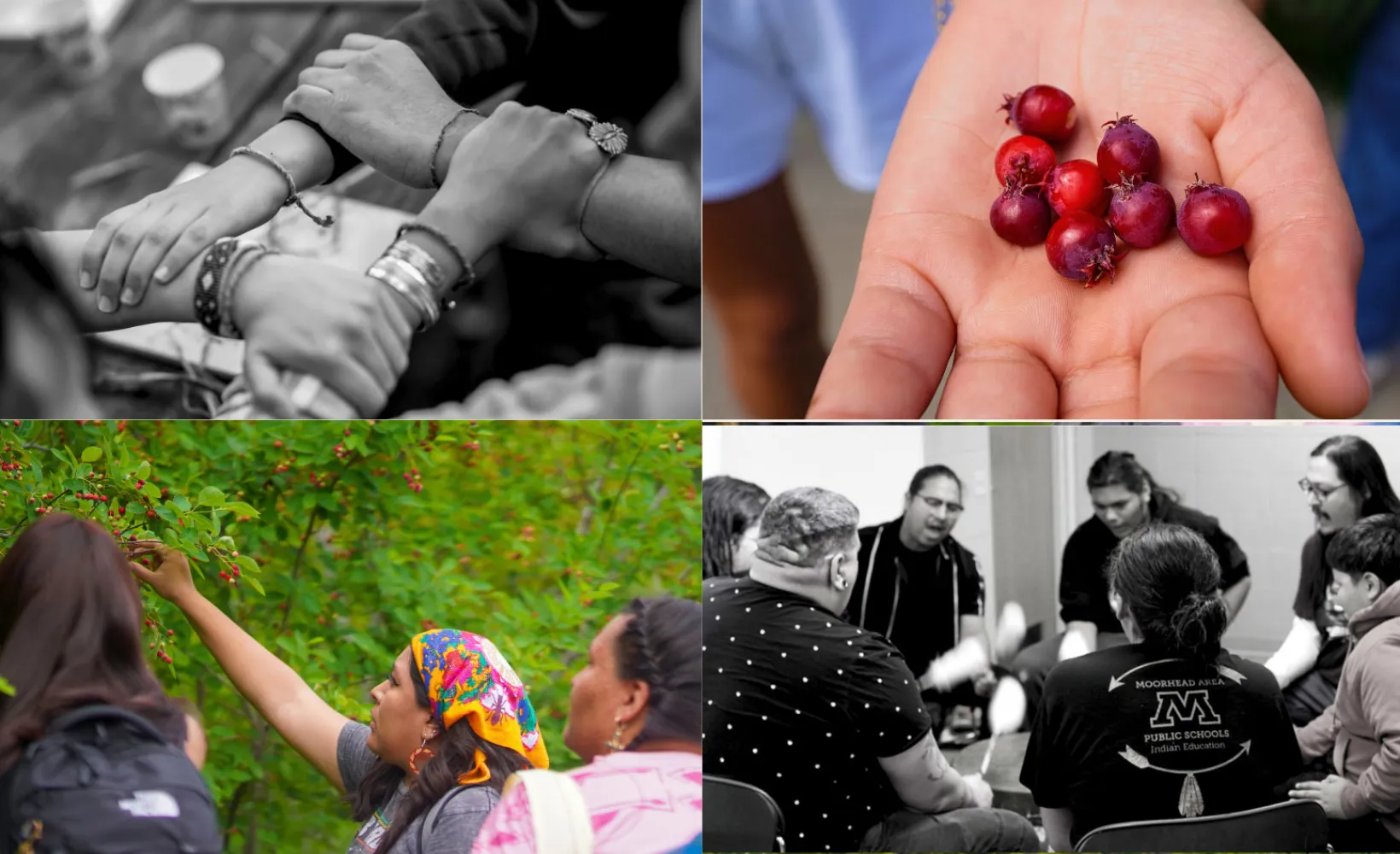 Decorative images showing tribal members and berries and berry picking