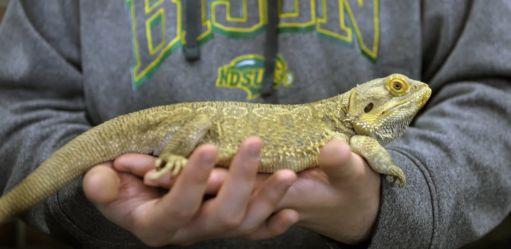 Lizard sitting on a pair of hands.