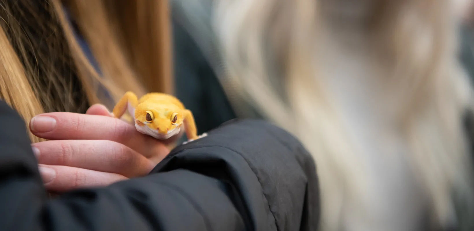 Student holding a yellow lizard.