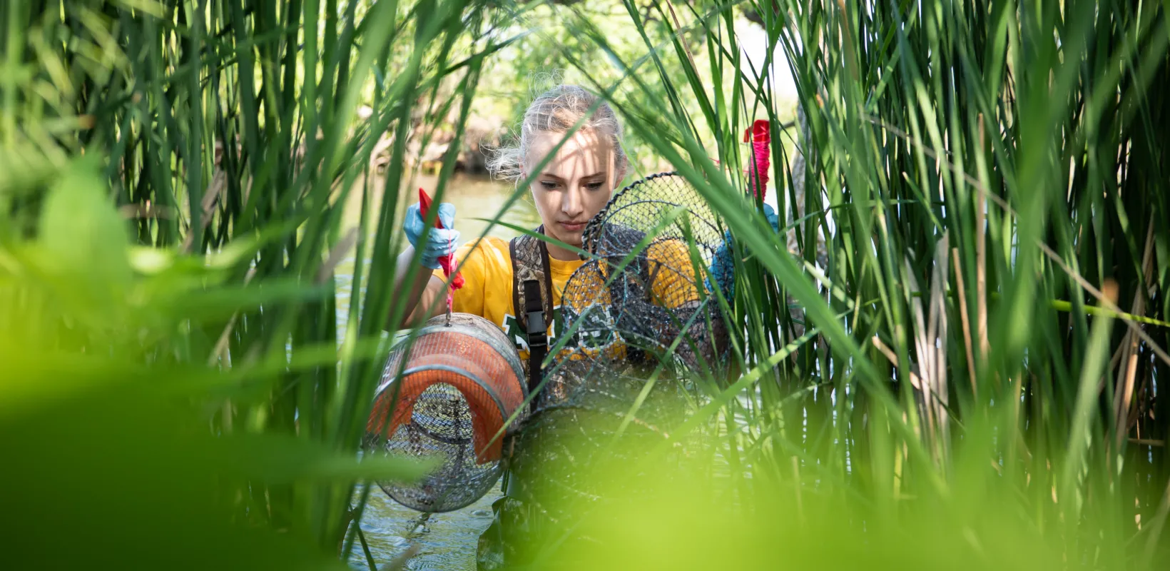 Research student wading through grassy water carrying research equipment.