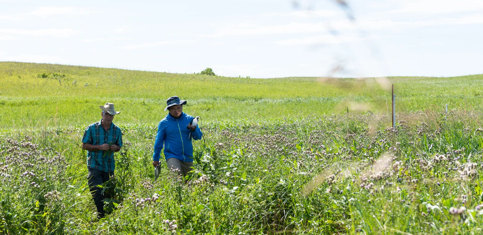 Two researchers walking in a green grassy field.