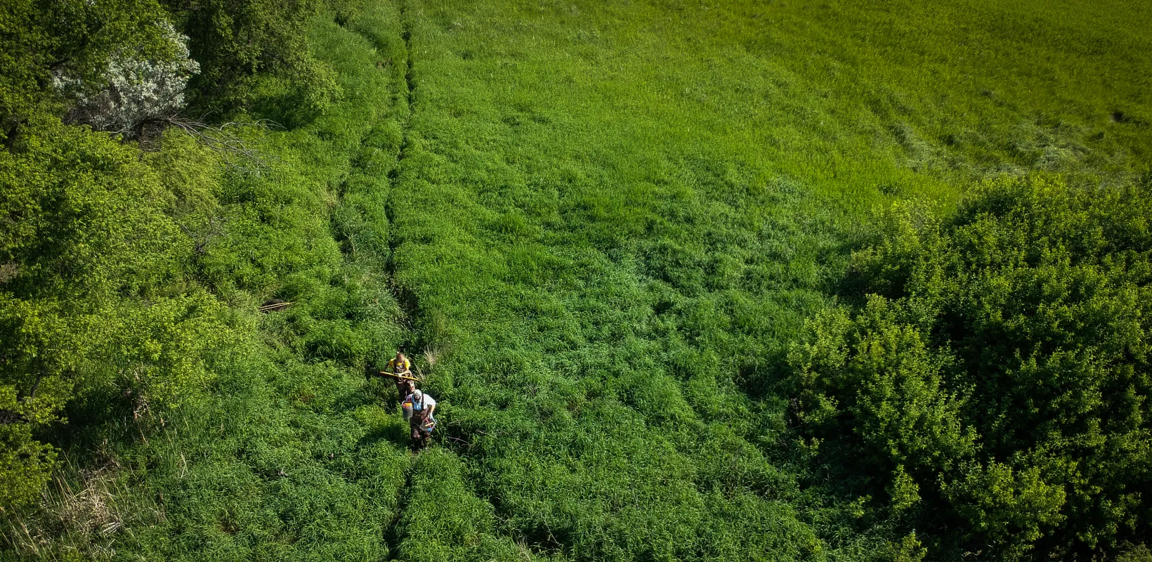 Two researchers walking in a grassy field while conducting frog research.