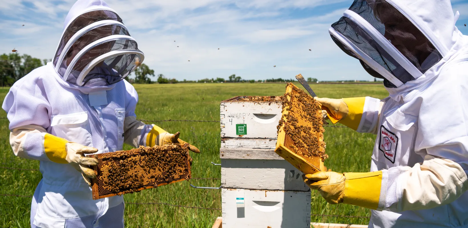 Research students wearing bee protective gear while working with bee hives in a green grassy field.
