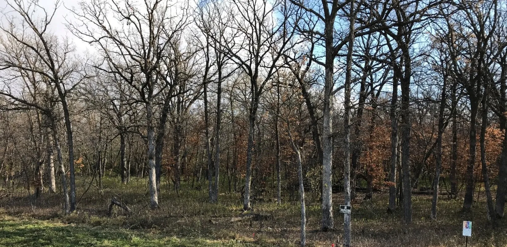 Wooded area with trees, leaves and green grass.