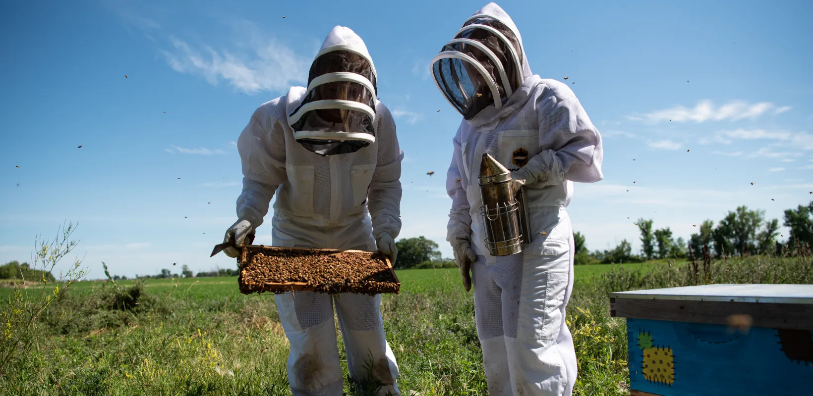 Research students wearing bee protective gear while working with bee hives in a green grassy field.