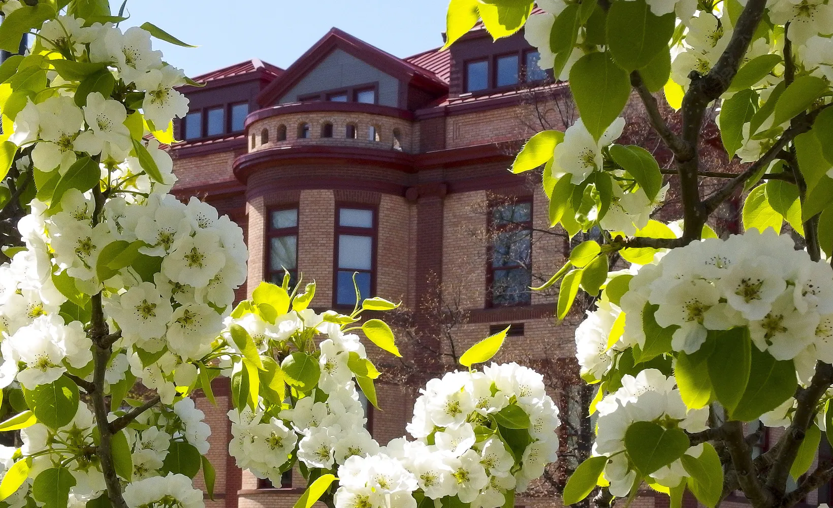 White flowers with brick building in background