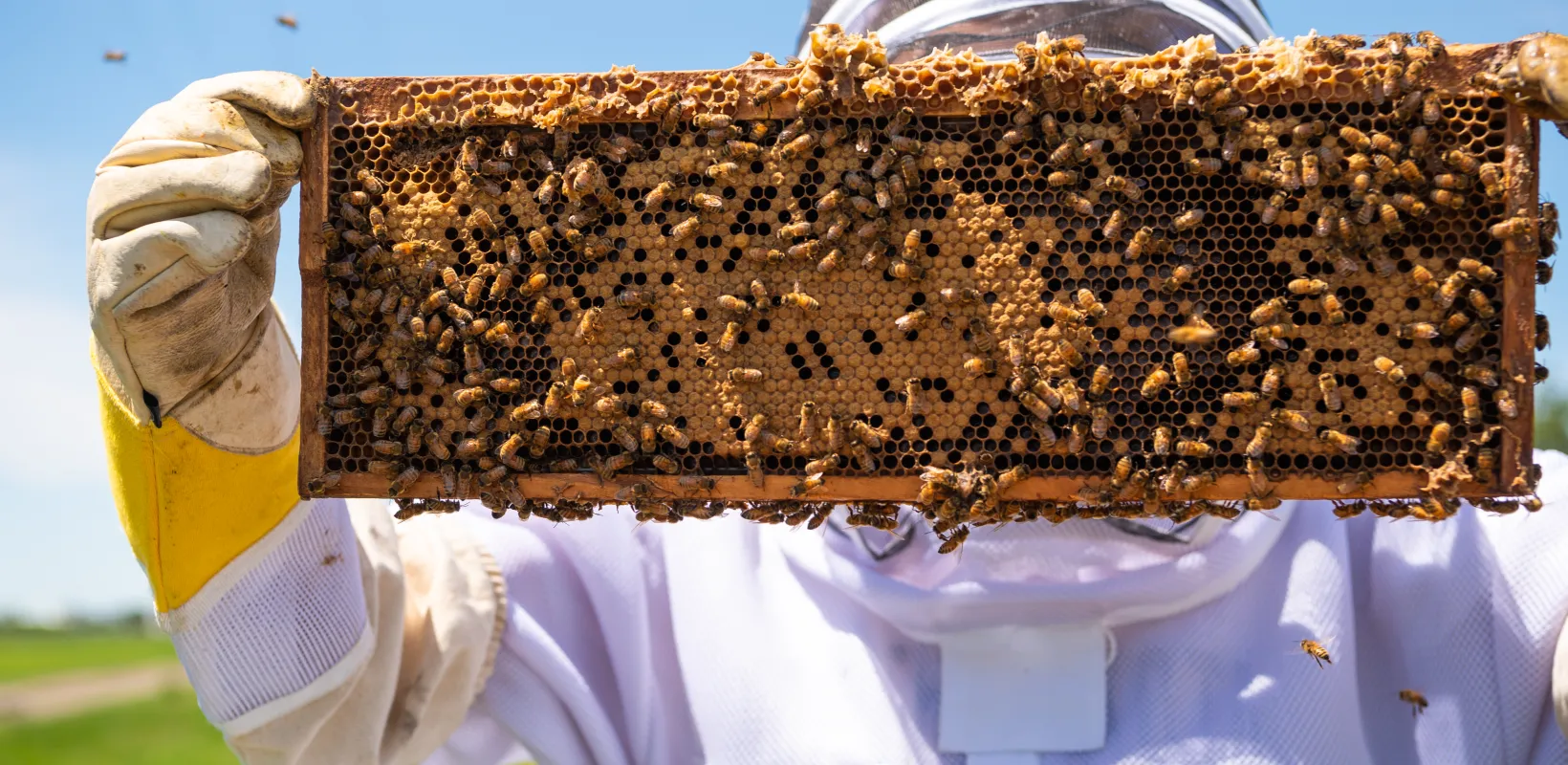 Researcher wearing bee protective gear, holding a bee hive insert up to eye level.