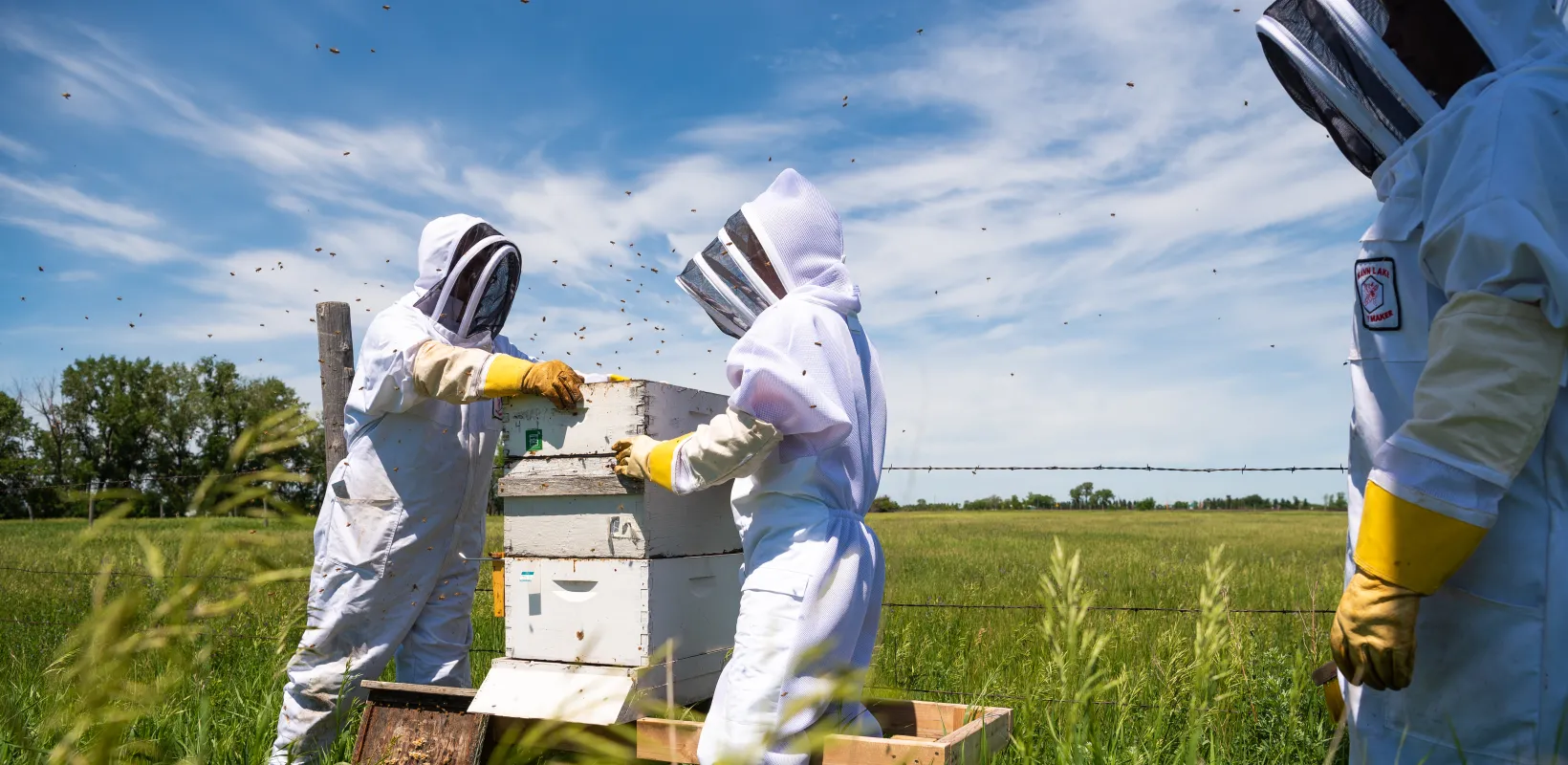 Students wearing bee protection while working with bees in a grassy field.
