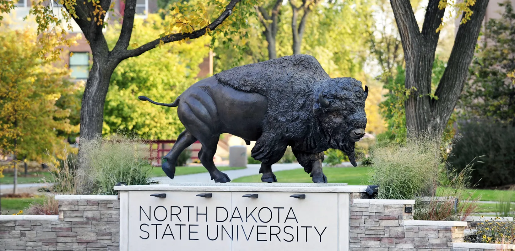 Bison statue locateed on the NDSU campus