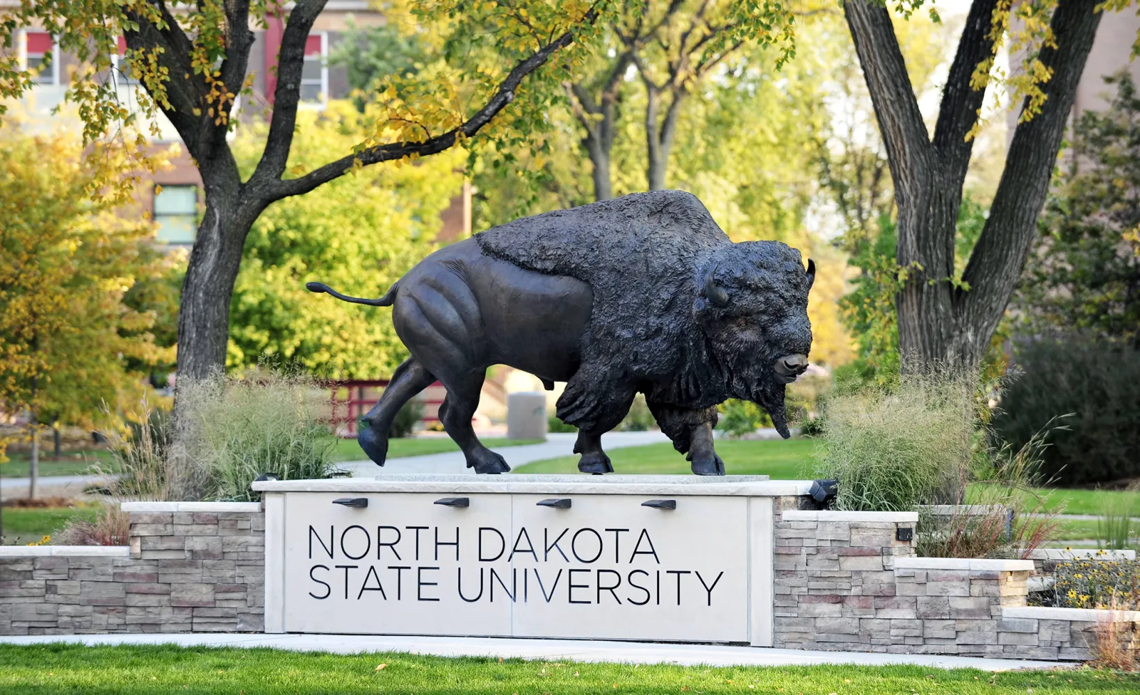 Bison statue locateed on the NDSU campus