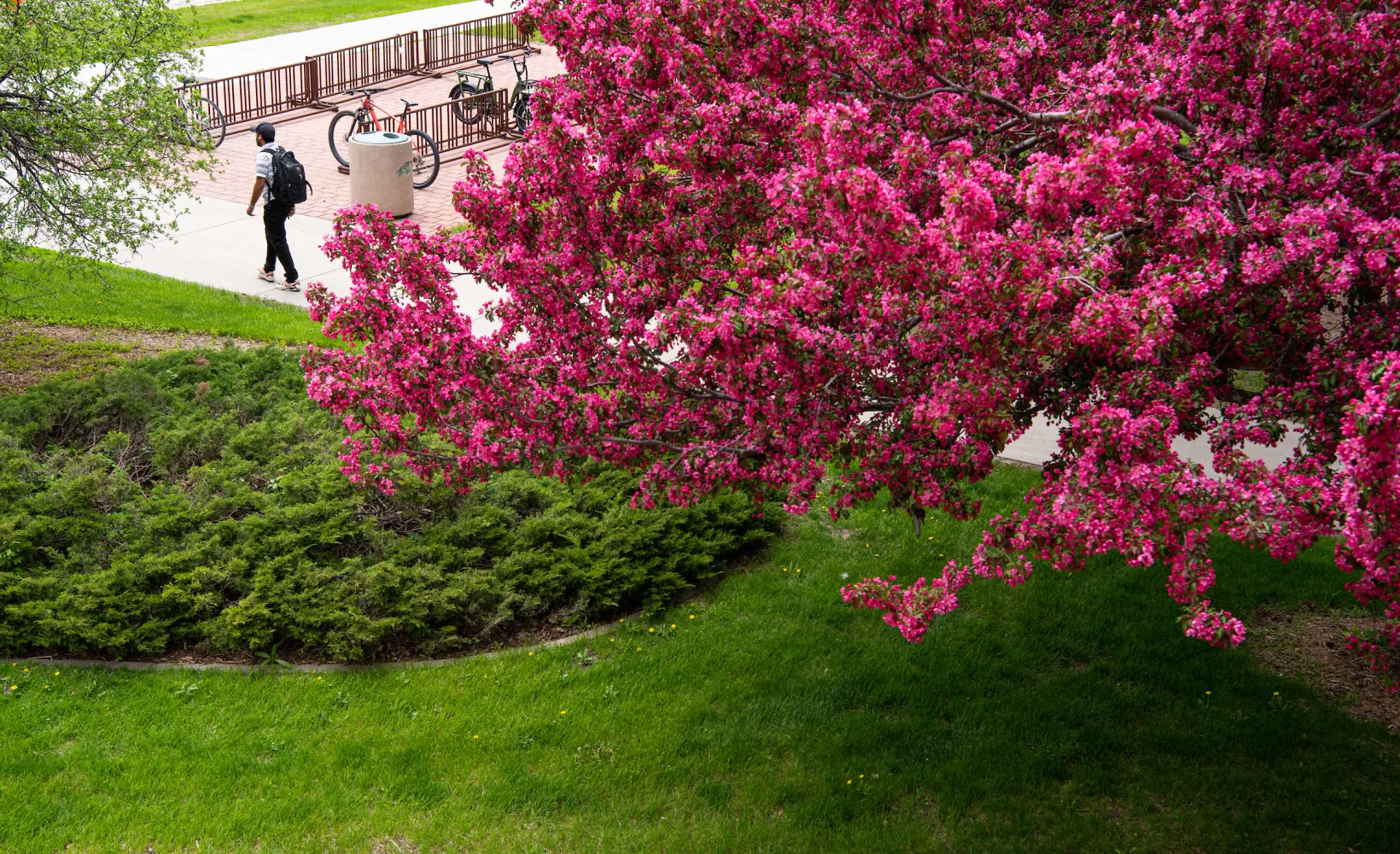 Student walking on campus
