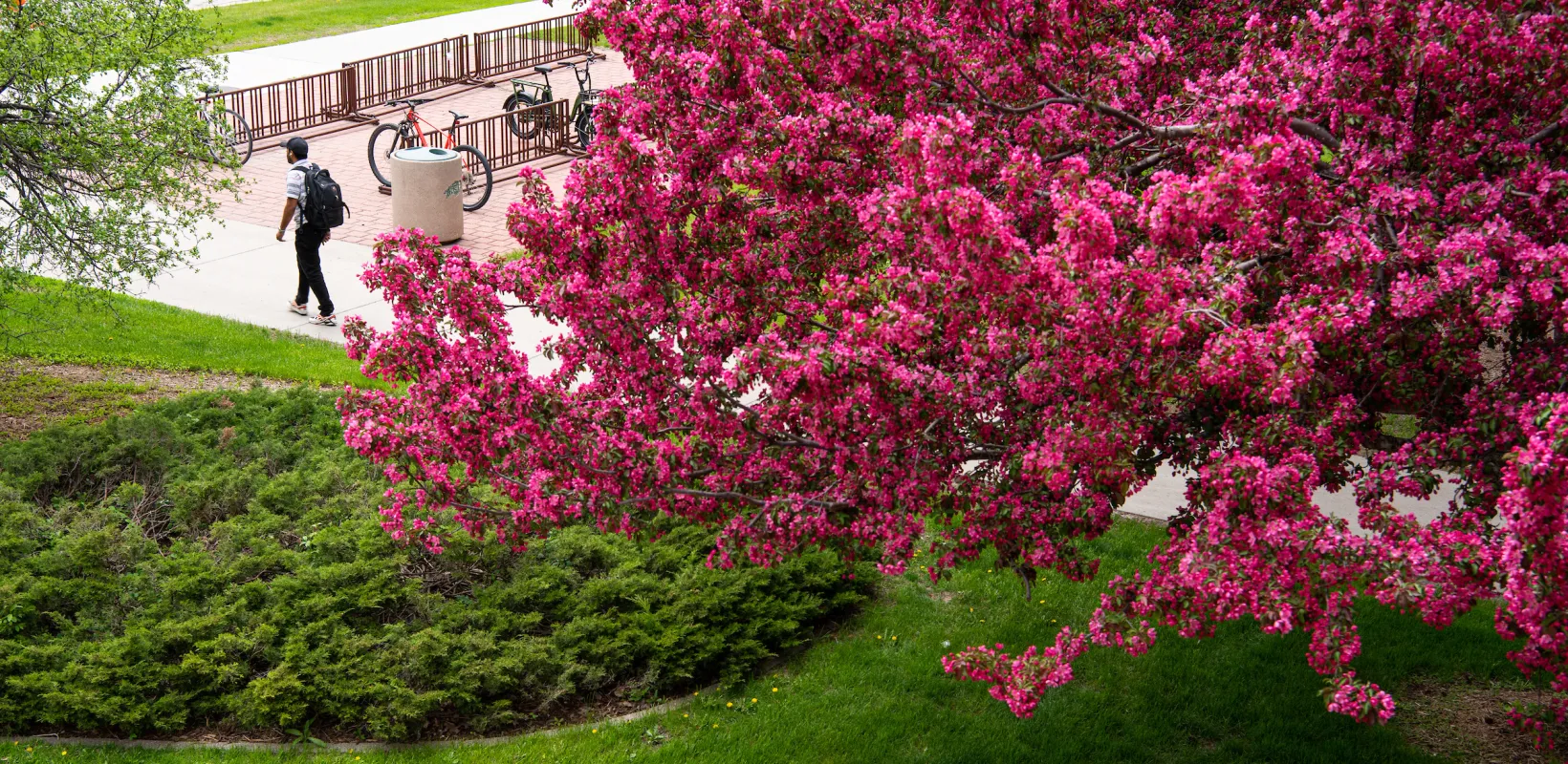 Student walking on campus