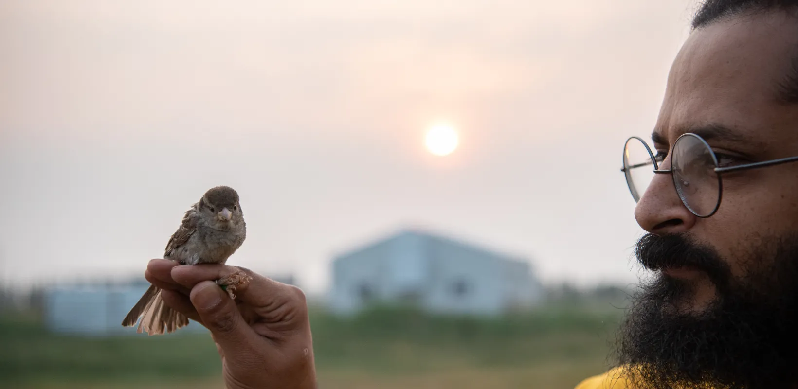 Researcher looking at bird perched on his fingers with buildings and the sun in the background.