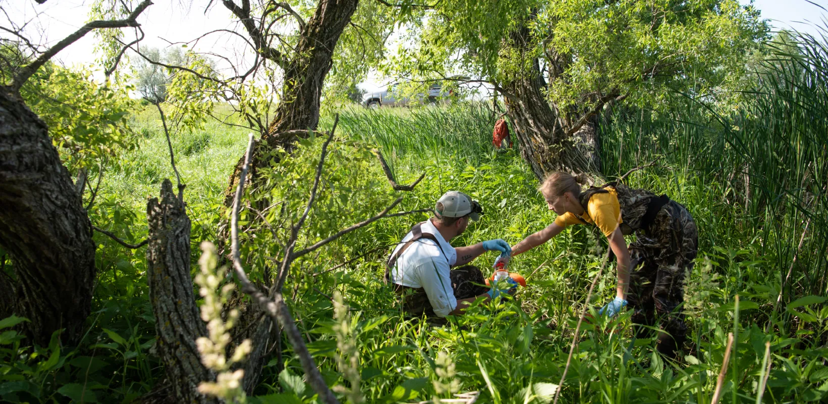 Frog researchers working in grassy field on a sunny day.