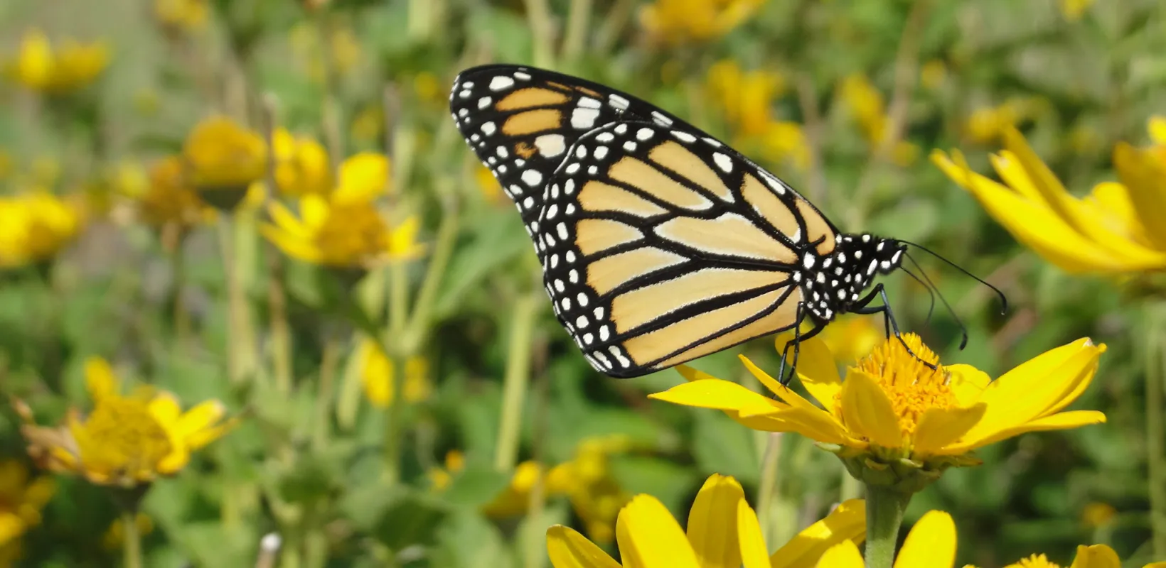 Monarch butterfly resting on a yellow flower. 
