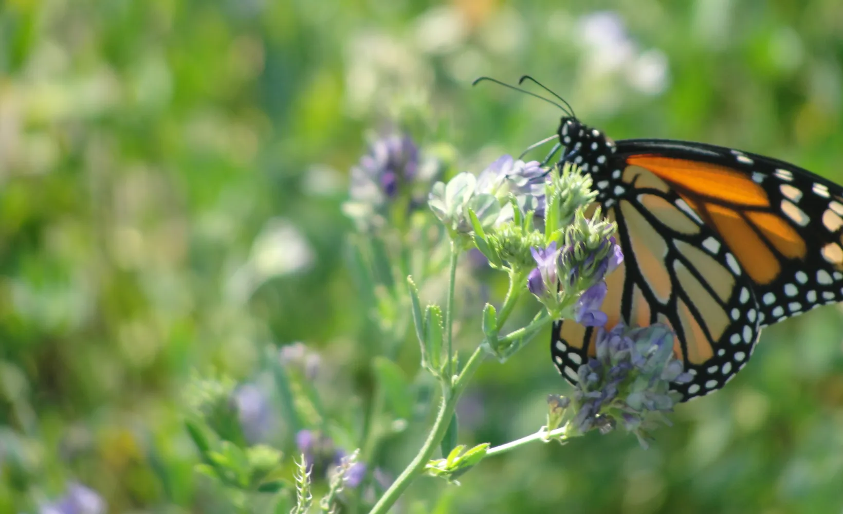 Alfalfa monarch taking nectar from flower in field.