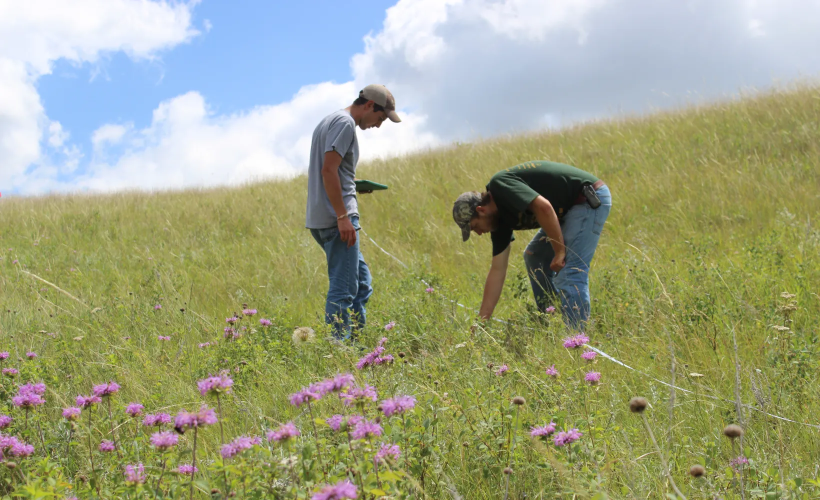 Two people in a flowering prairie examining plants
