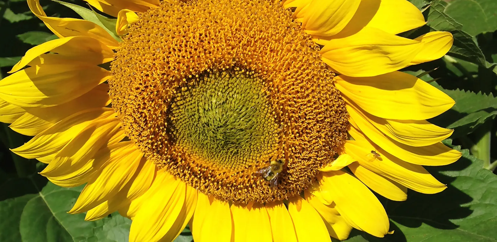 A bee sits near the center of a large yellow-gold sunflower