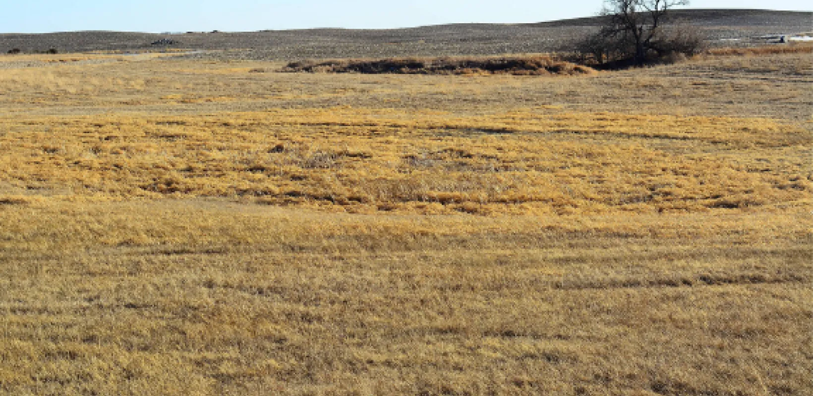 A dry, yellow-brown pasture 