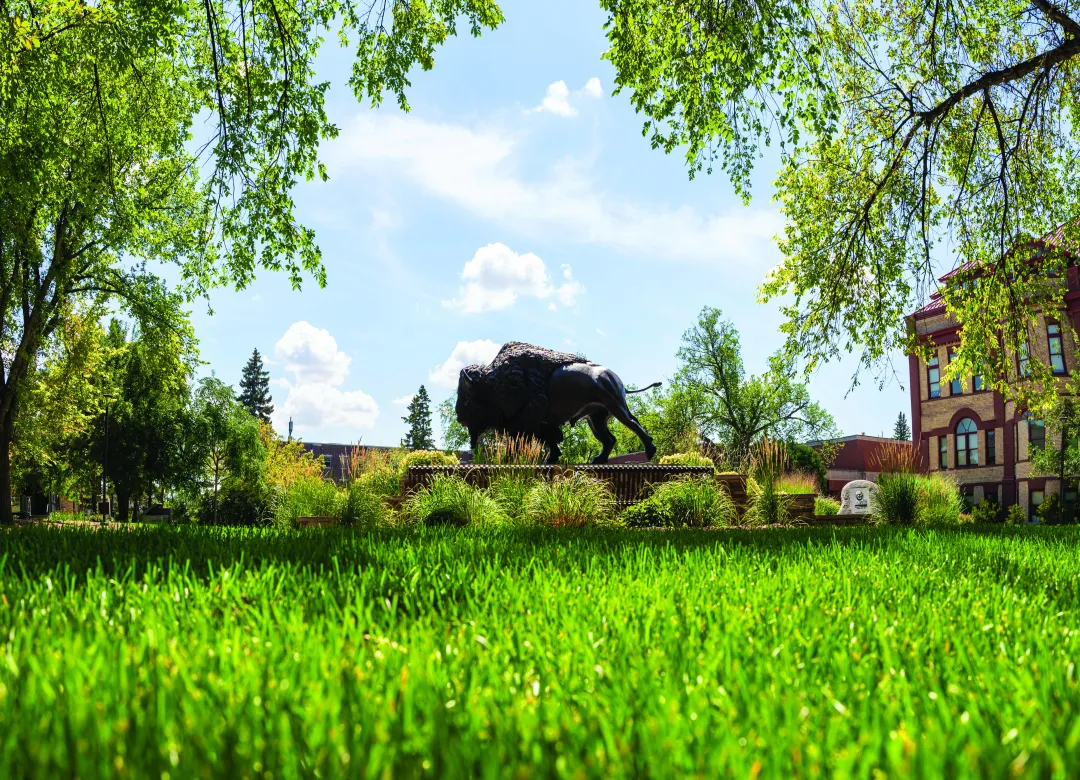 panoramic image of bison statue on campus