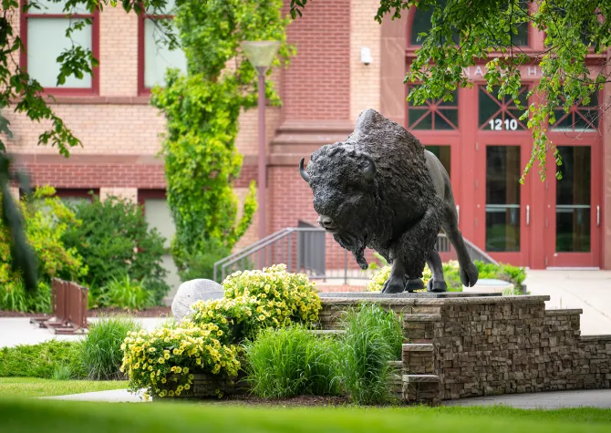 Bronze statue of a Bison on the NDSU campus