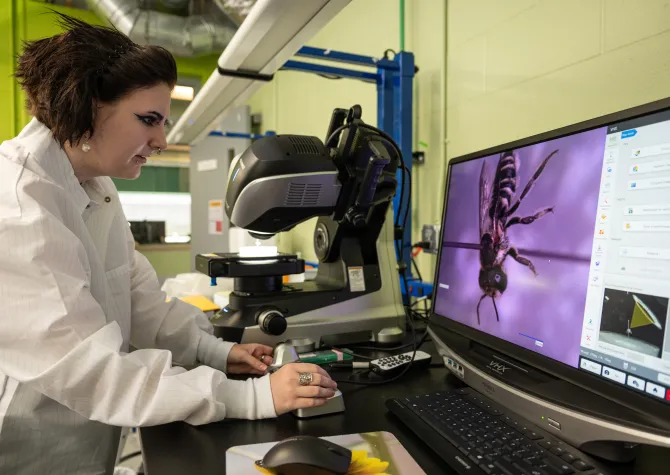 student working on computer doing bee research