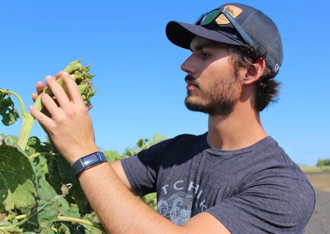 Agriculture Student Looking at Sunflower