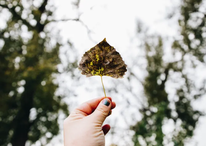 A hand holding up a cottonwood leaf with black spots on it