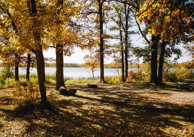 A campground site surrounded by trees
