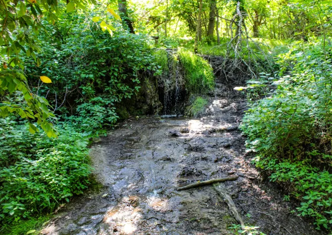 A waterfall in a forest