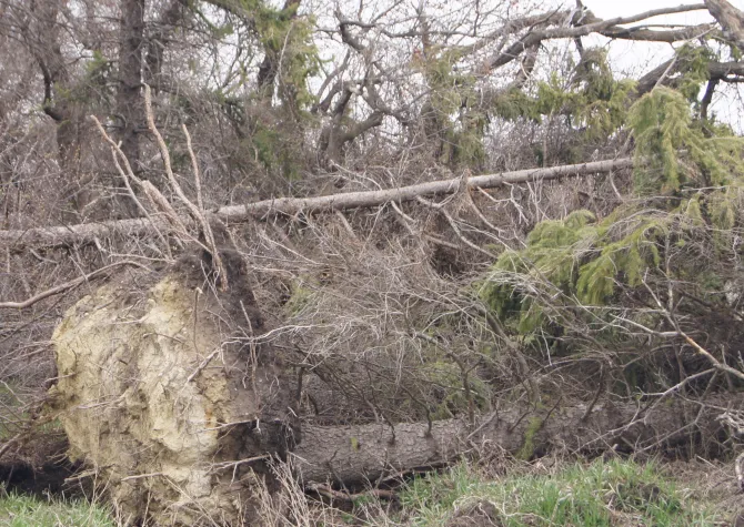A large tree uprooted from a storm