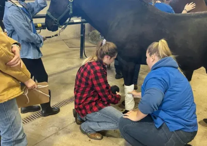 vet tech students wrapping horse's injured leg