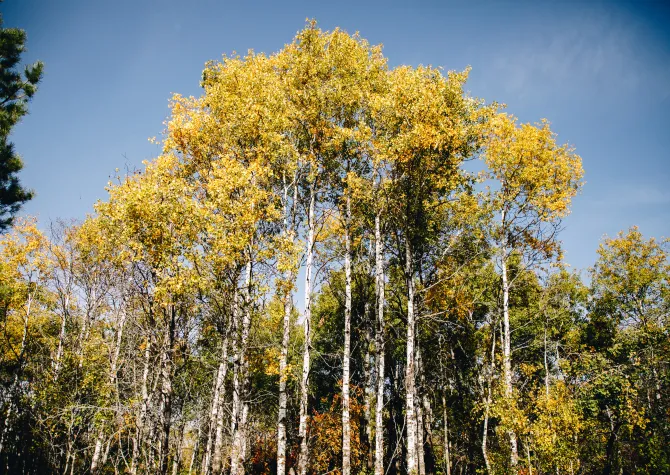 Aspen trees showing fall color