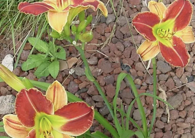 Hemerocallis 'Bison Valentine' flower in yellow and burnt orange