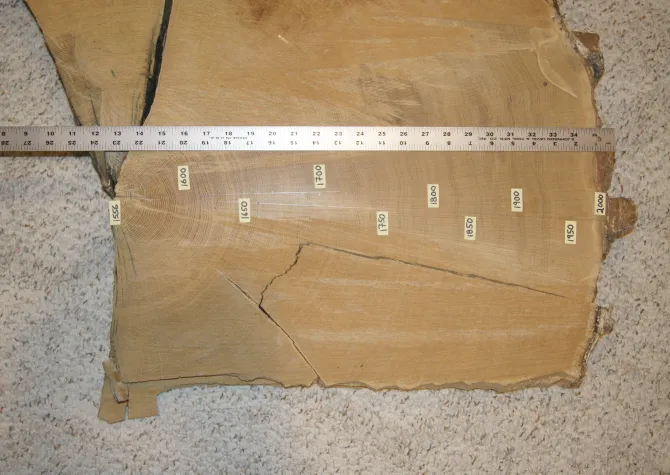 Tree Ring with ruler