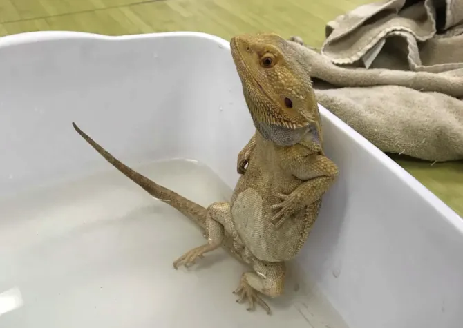 Bearded Dragon sitting in a white bin with water.