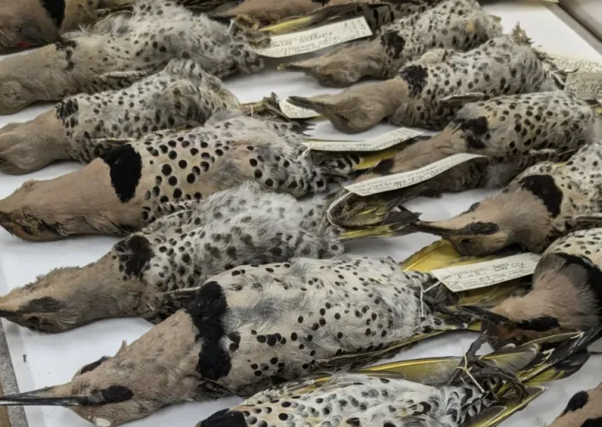 Hybrid Birds laying on dispaly table.