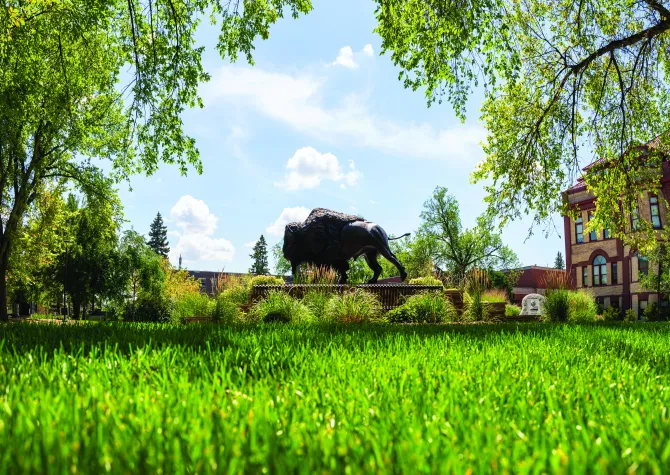 panoramic image of bison statue on campus