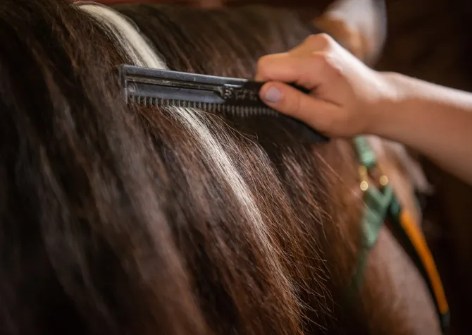 Bison Strides program